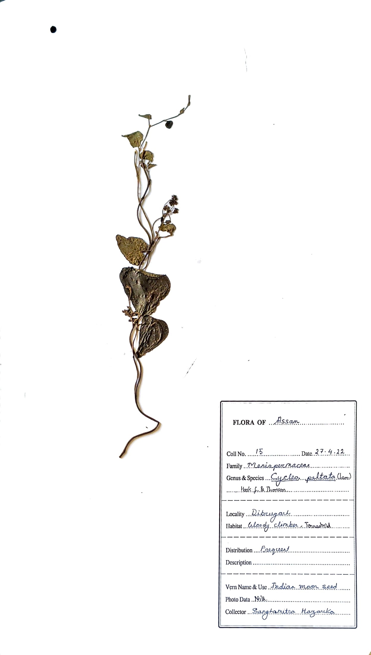 Padhi (Hin.) (Herbarium)